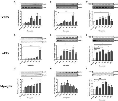 Differential Response of Gestational Tissues to TLR3 Viral Priming Prior to Exposure to Bacterial TLR2 and TLR2/6 Agonists